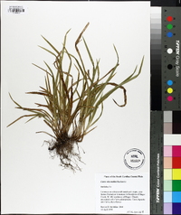 Carex abscondita image