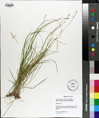 Carex brunnescens subsp. sphaerostachya image