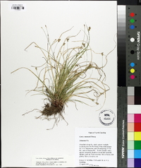 Carex albicans var. emmonsii image