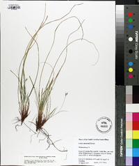 Carex albicans var. emmonsii image