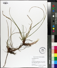 Carex floridana image