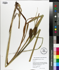 Carex lupuliformis image