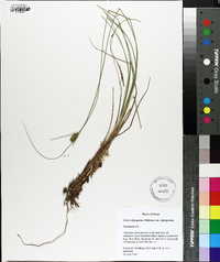 Carex oligosperma var. oligosperma image