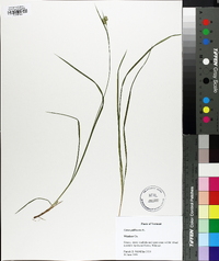 Carex pallescens image