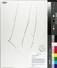 Carex pauciflora image