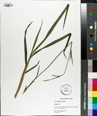 Carex radfordii image