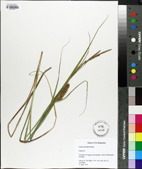 Carex rostrata image