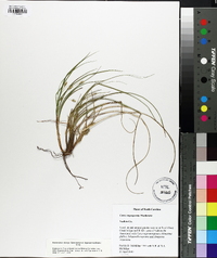 Carex tonsa image