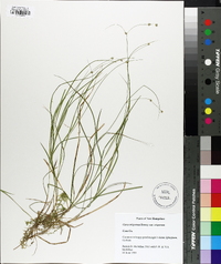 Carex trisperma image