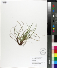 Carex tonsa image