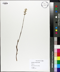 Spiranthes cernua image