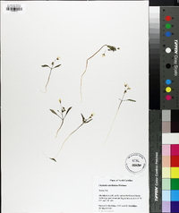 Claytonia caroliniana image