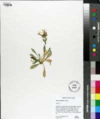 Silene caroliniana image