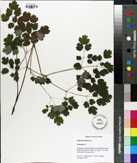 Thalictrum dioicum image