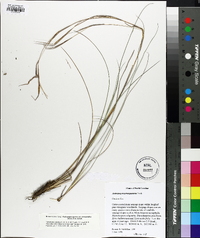 Andropogon gyrans var. stenophyllus image