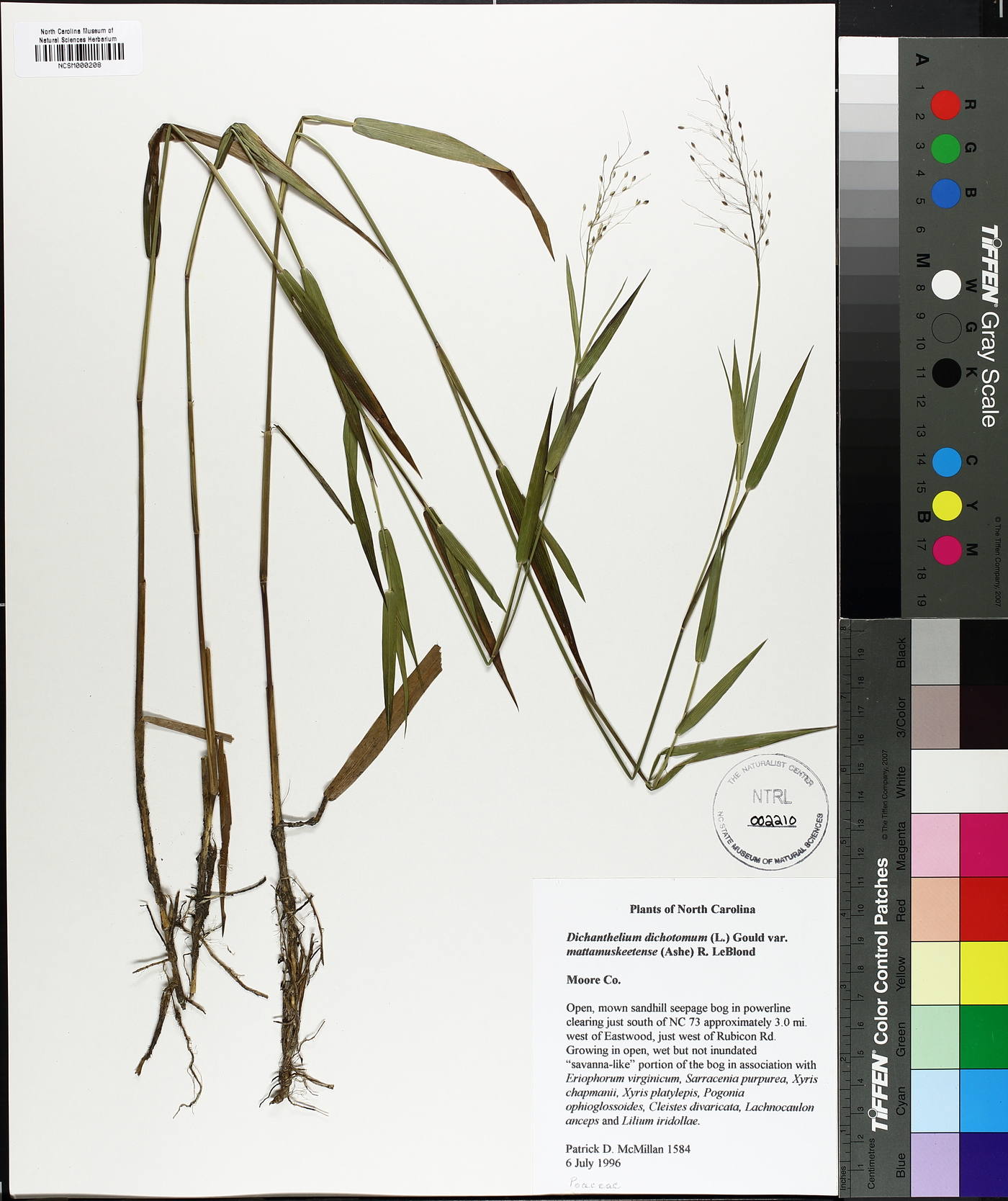 Dichanthelium dichotomum subsp. mattamuskeetense image