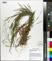 Dichanthelium dichotomum subsp. lucidum image