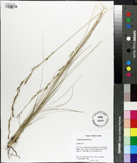 Aristida stricta image