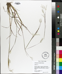 Andropogon ternarius image