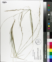 Aristida purpurascens image