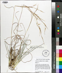 Andropogon capillipes image