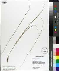 Aristida purpurascens image