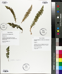 Polystichum braunii image