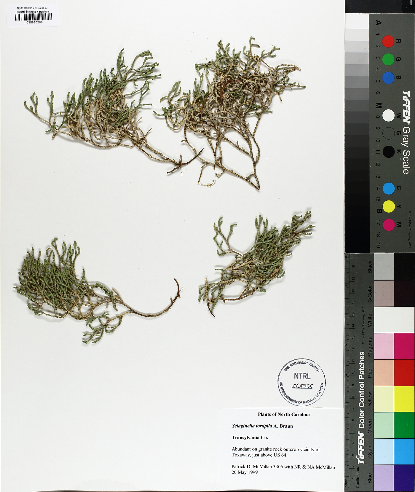 Selaginella tortipila image