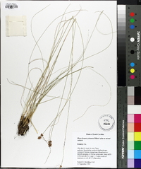 Rhynchospora plumosa image