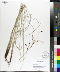 Fimbristylis castanea image