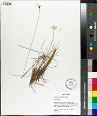 Eriophorum callitrix image