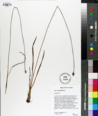 Xyris scabrifolia image