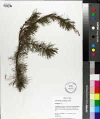 Larix laricina image