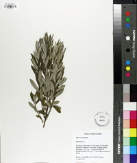 Salix occidentalis image