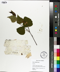 Betula cordifolia image