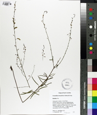 Desmodium tenuifolium image