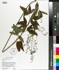 Desmodium perplexum image