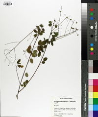 Desmodium marilandicum image