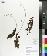 Desmodium lineatum image