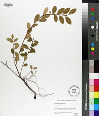 Vaccinium sempervirens image