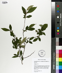 Lyonia ligustrina var. ligustrina image