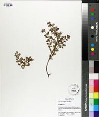 Vaccinium darrowii image