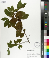 Ilex laevigata image