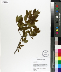 Ilex laevigata image