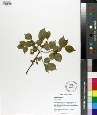 Staphylea trifolia image