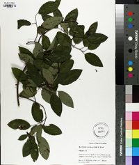 Berchemia scandens image