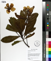 Gordonia lasianthus image