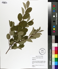 Amelanchier obovalis image