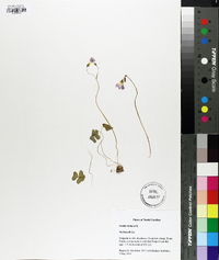 Oxalis violacea image