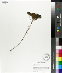 Polygala ramosa image